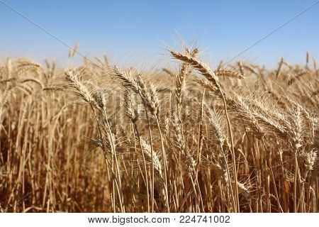 Gold Wheat Field And Blue Sky, Wheat Field.