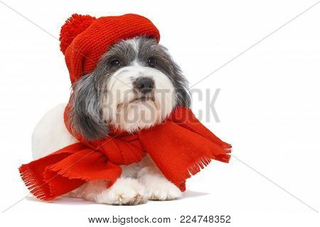 a little long-haired dog on a white background