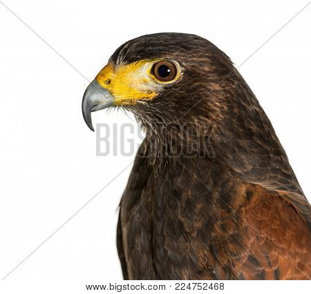 Profile of Harris's hawk, Parabuteo unicinctus, against white background