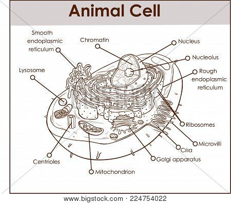 Animal Cell Anatomy Diagram Structure with all parts nucleus smooth rough endoplasmic reticulum cytoplasm golgi apparatus mitochondria membrane centrosome ribosome anatomical figure science education