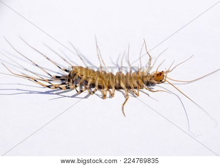 Scutigera Coleoptrata. The Flycatcher. Centipede Flycatcher Insect Predator