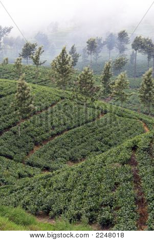 ไร่ชาและเมฆบน