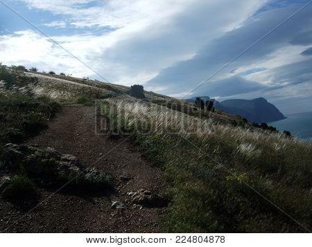Feather grass grows on the hillside under the cloud sky Black sea