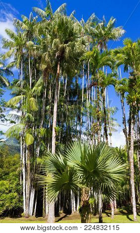 The garden of Balata .The Balata is a botanical garden located on the Route de Balata about 10 km outside of Fort-de-France, Martinique, France.