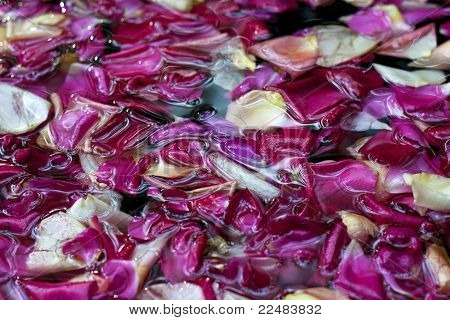 Rose Petals In Water, Angle View