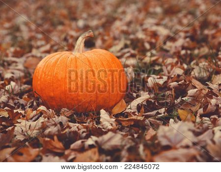 single pumpkin in autumn leaves on grass toned with a retro vintage matte instagram filter 