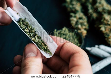 The man twists the canth from fresh marijuana