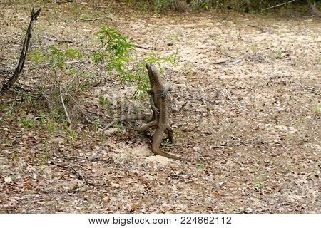 Sri Lanka. Safari In Jalla. Varan (lizard)