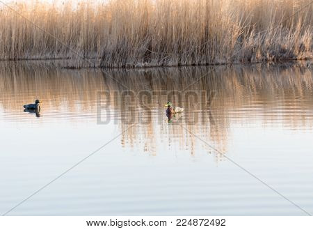 duck on the lake in the nature .