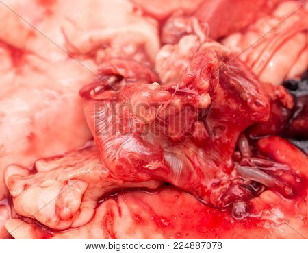 in the blood of fish guts as background .