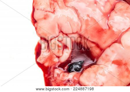 in the blood of fish guts as background .