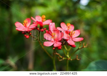 pink Jatropha integerrima flower in nature garden