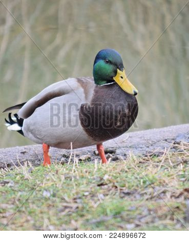 Bird or duck of the northern hemisphere, has beautiful colors like emerald green. Full-length portrait, walking and looking straight ahead, after leaving a pond