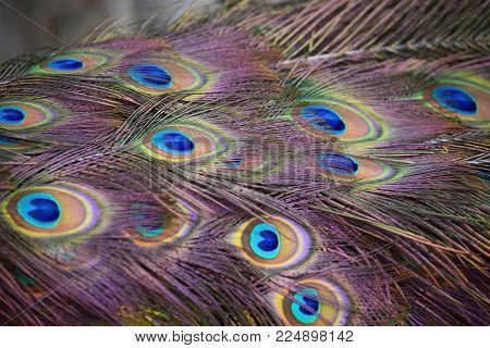 Detail of plumage of beautiful colors of the tail of the peacock male.