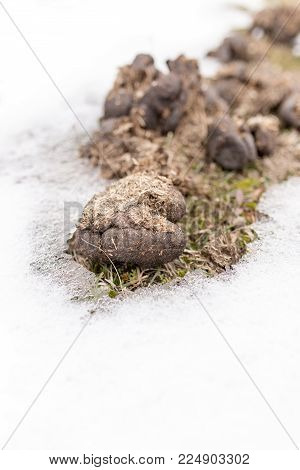 Horses poop in the snow . In the park in nature