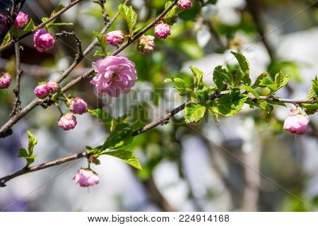 Branch Of Prunus Triloba (louiseania Ulmifolia) Blossoms. Twig Of Almond Trilobate With Beautiful Pi
