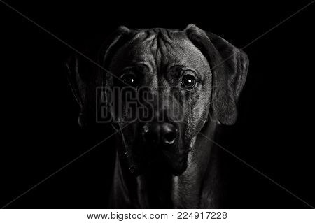 animal domestic animal dog big dog rhodesien ridgeback dark