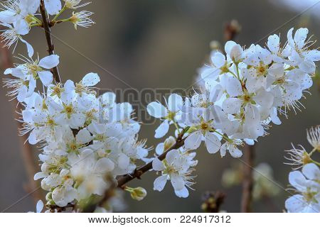 white peach blossom flower or plum flower, Doi Angkhang Mountain, Thailand.