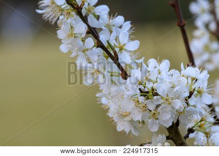 white peach blossom flower or plum flower, Doi Angkhang Mountain, Thailand.