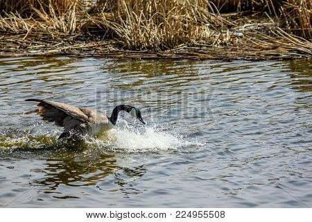 Canada Goose, Frank Lake, Vulcan, Alberta, Canada
