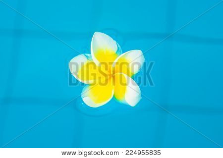 Beautiful Tropical Flowers Float On The Surface Of The Water, Bright Expressive Flower In The Tropic