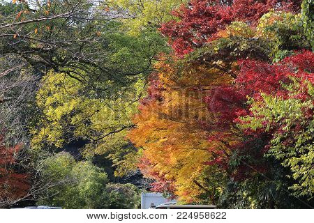 Zen Garden With Pond, Rocks, Gravel And Moss