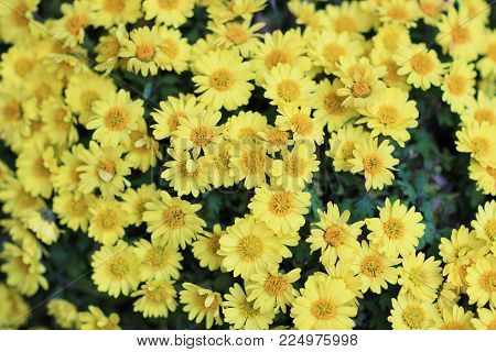 A Bright Yellow Aster In Morning Sunl Ight