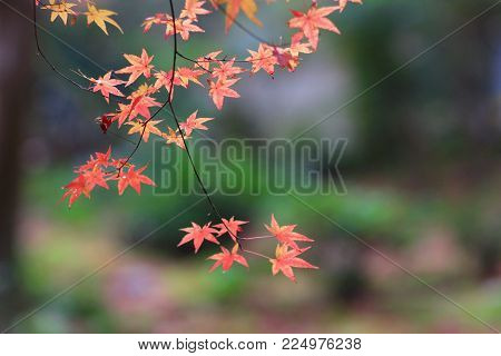 The Maple Tree Fall Season, Gio Ji Temple