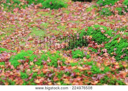 Red Maples Leave On Green Mos Gio Ji Temple