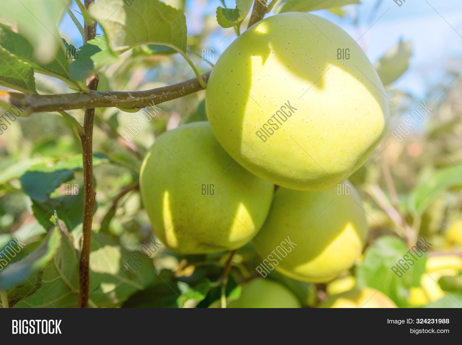 Yellow Ripe Apples Image & Photo (Free Trial) Bigstock