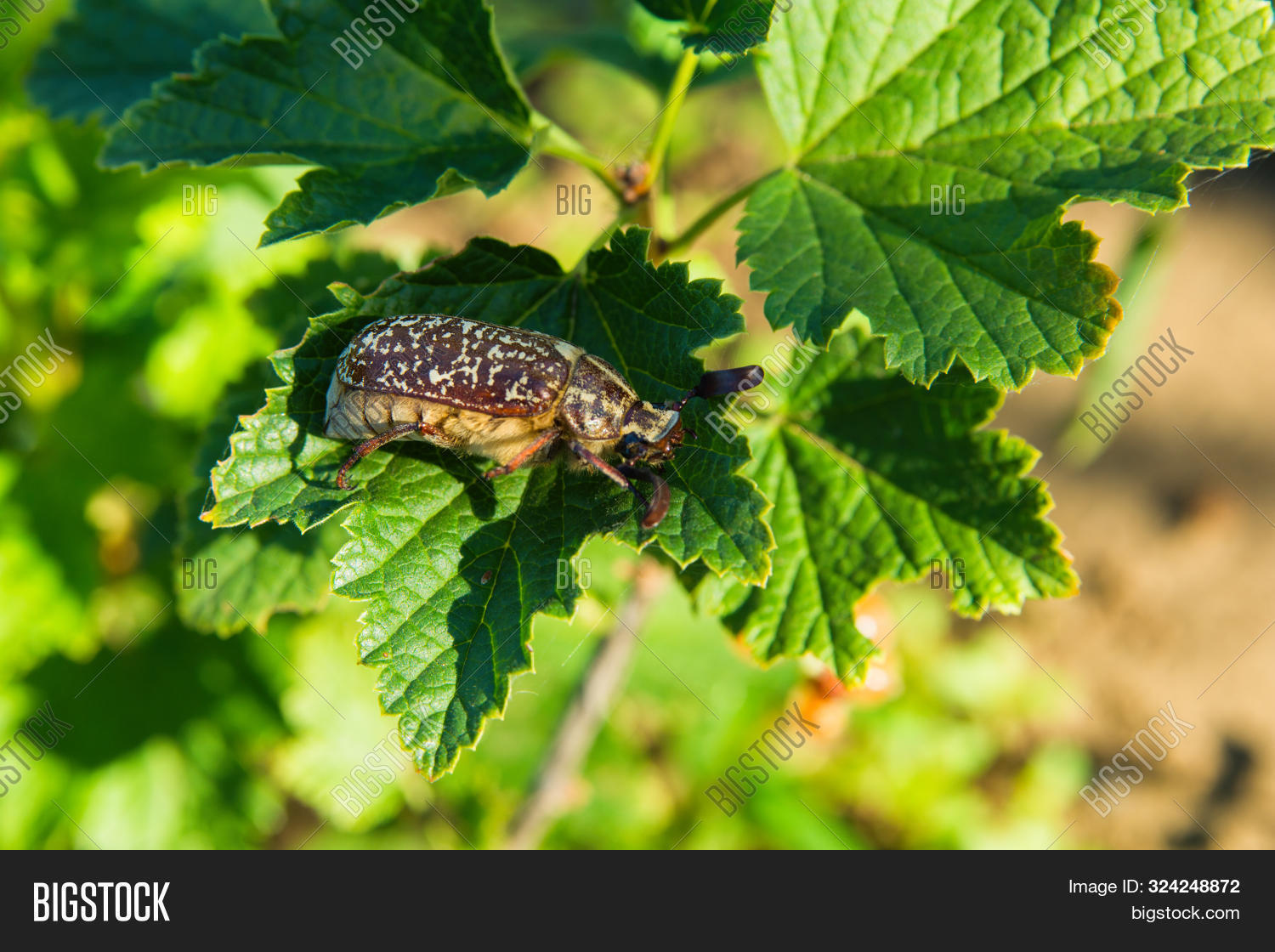 Marble Beetle On Image & Photo (Free Trial) | Bigstock