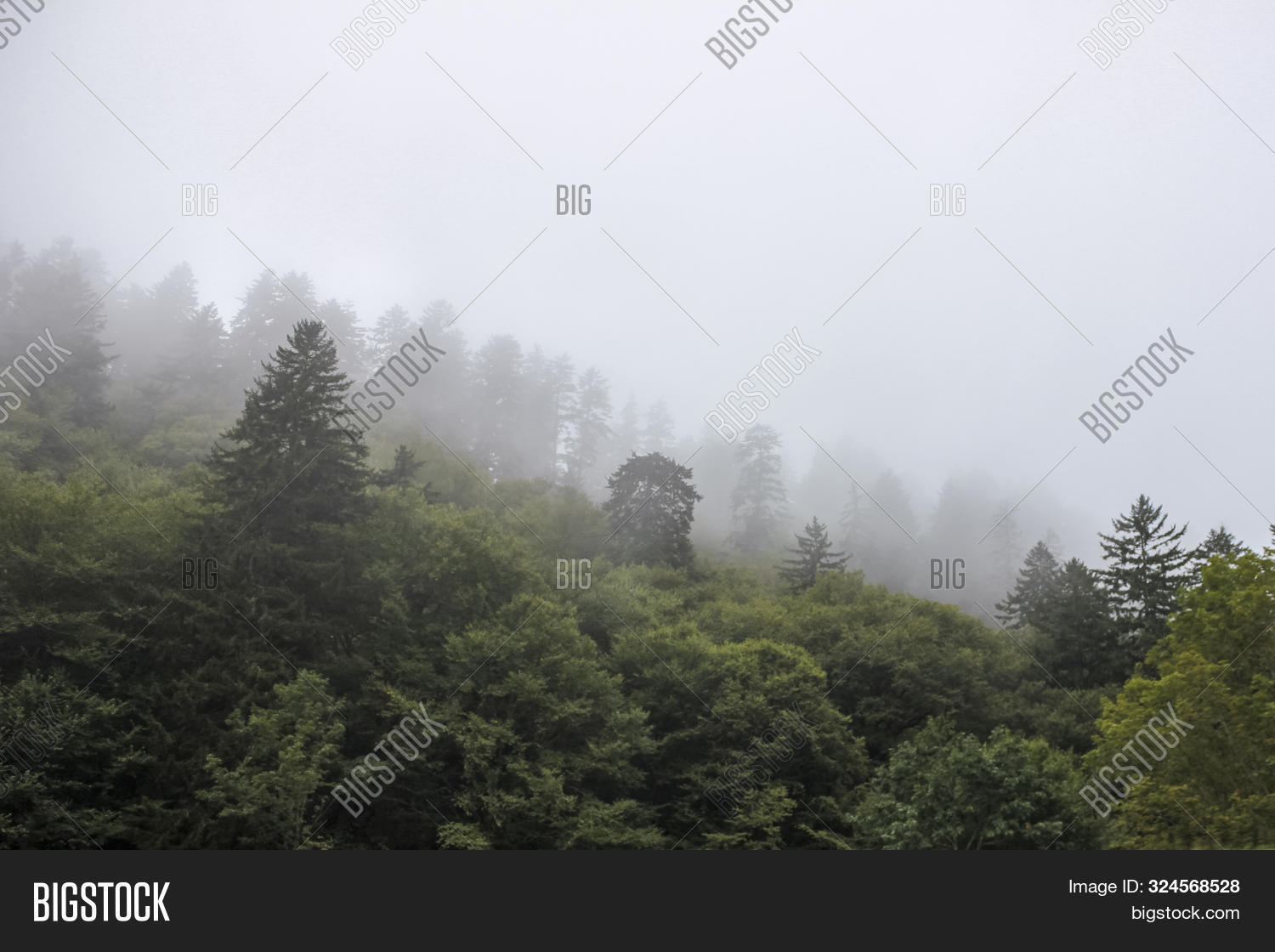 Imagen y foto Misty Weather On (prueba gratis) Bigstock