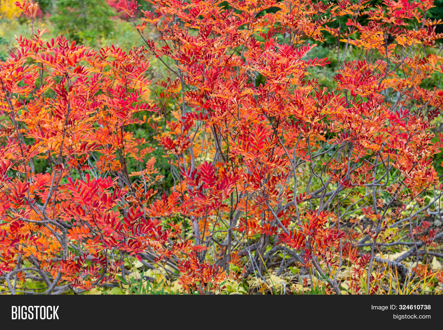 Huckleberry Shrubs Image & Photo (Free Trial) | Bigstock