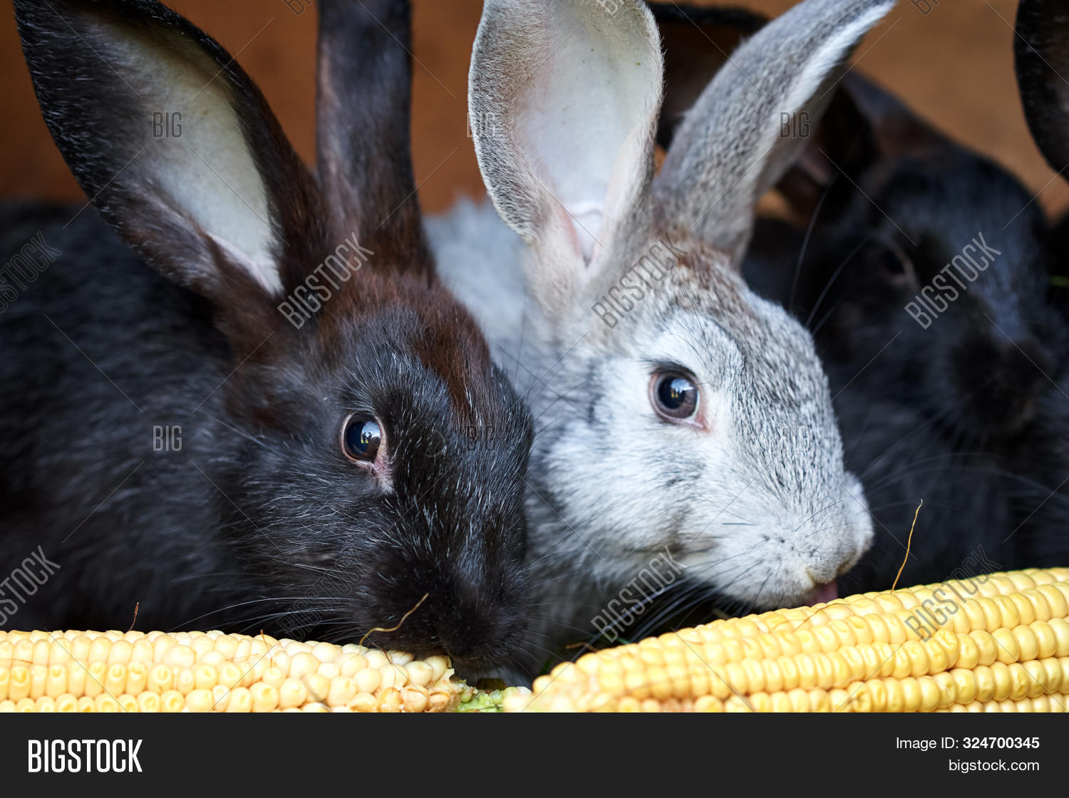 Bunny Black 3 Cg