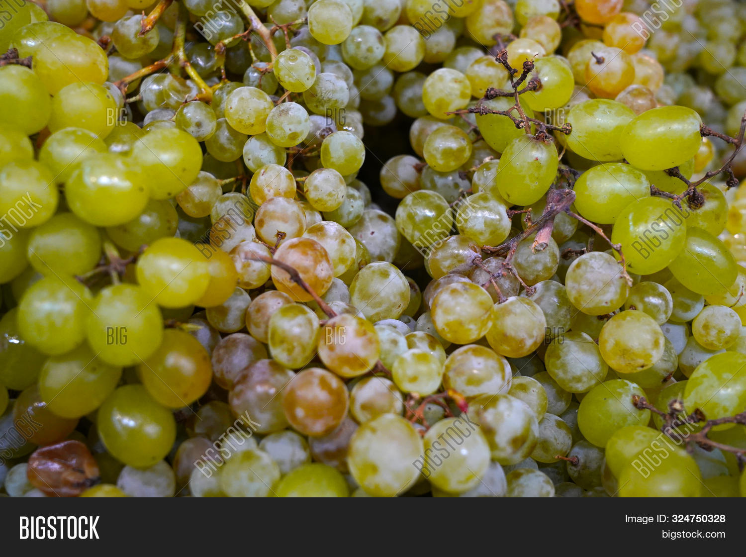 Spoiled Grapes. Rotten Image & Photo (Free Trial) Bigstock