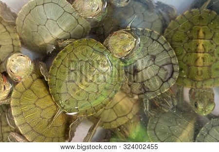 Closeup Group Of Baby Red Eared Slider Turtle Floating In The Water