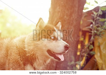 Arctic Malamute With Blue Eyes Muzzle Portrait Close Up. This Is A Fairly Large Dog Native Type