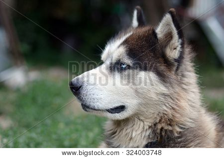 Arctic Malamute With Blue Eyes Muzzle Portrait Close Up. This Is A Fairly Large Dog Native Type