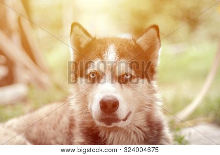 Arctic Malamute With Blue Eyes Muzzle Portrait Close Up. This Is A Fairly Large Dog Native Type