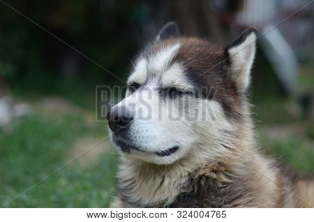Arctic Malamute With Blue Eyes Muzzle Portrait Close Up. This Is A Fairly Large Dog Native Type