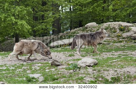 Loup gris près de forêt