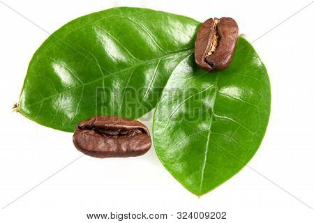 Two Coffee Beans With Two Green Leaves On A White Background, Isolate. Concept: Freshness Of Coffee 