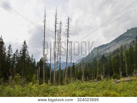 Dying Spruce Forests Due To Climate Change