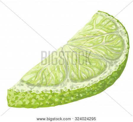 Vector Isolated Pattern Object, Hand-drawn Harvest Juicy, Delicious Rich Wet Green Lime Piece Half, 