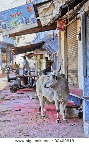 Hellige Hindi ko på Shri Nathji Mandir Rajasthan