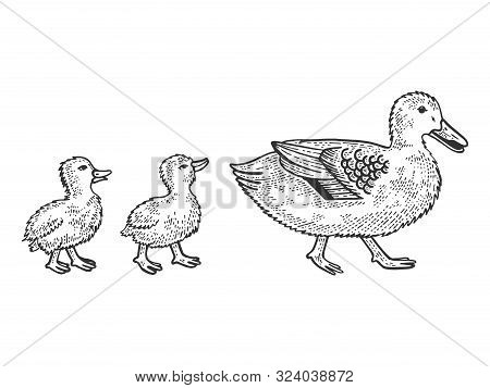 Duck Bird With Ducklings Crosses Road Sketch Engraving Vector Illustration. Tee Shirt Apparel Print 