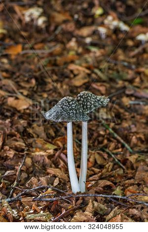 Magpie Fungus (coprinopsis Picacea) Poisonous Mushroom In Autumn On Forest Floor
