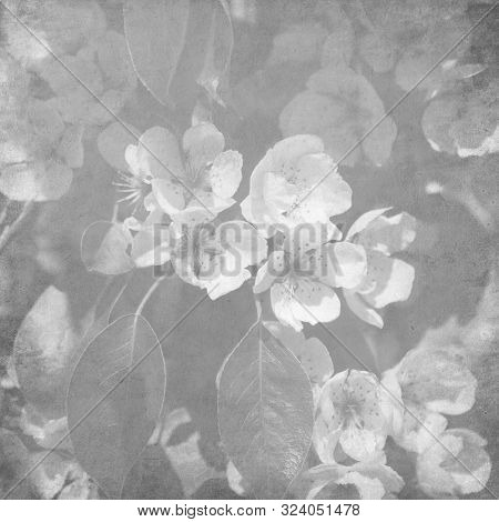 Sketchpad With Flowers Of An Apple-tree Of Nedzvetsky (malus Niedzwetzkyana Dieck) Isolated On White