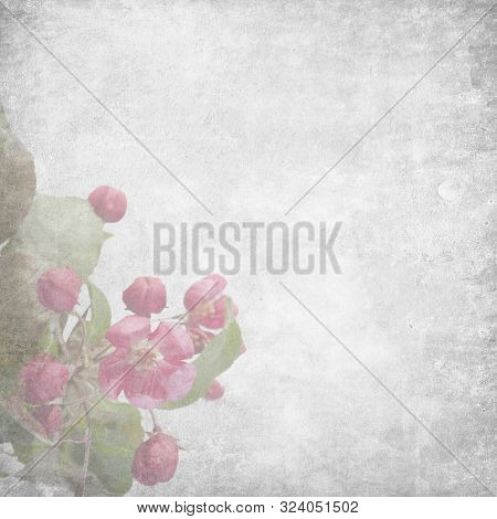 Sketchpad With Flowers Of An Apple-tree Of Nedzvetsky (malus Niedzwetzkyana Dieck) Isolated On White