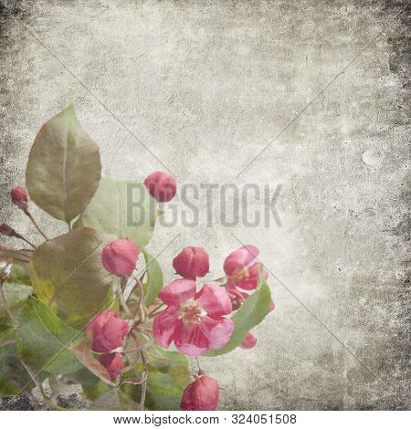 Sketchpad With Flowers Of An Apple-tree Of Nedzvetsky (malus Niedzwetzkyana Dieck) Isolated On White